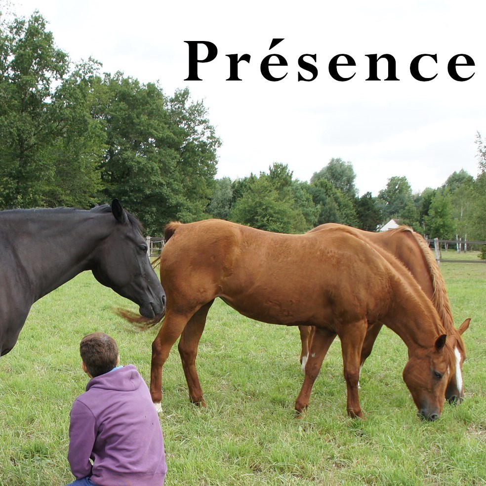 trois juments libres et une personne dans un pré arboré