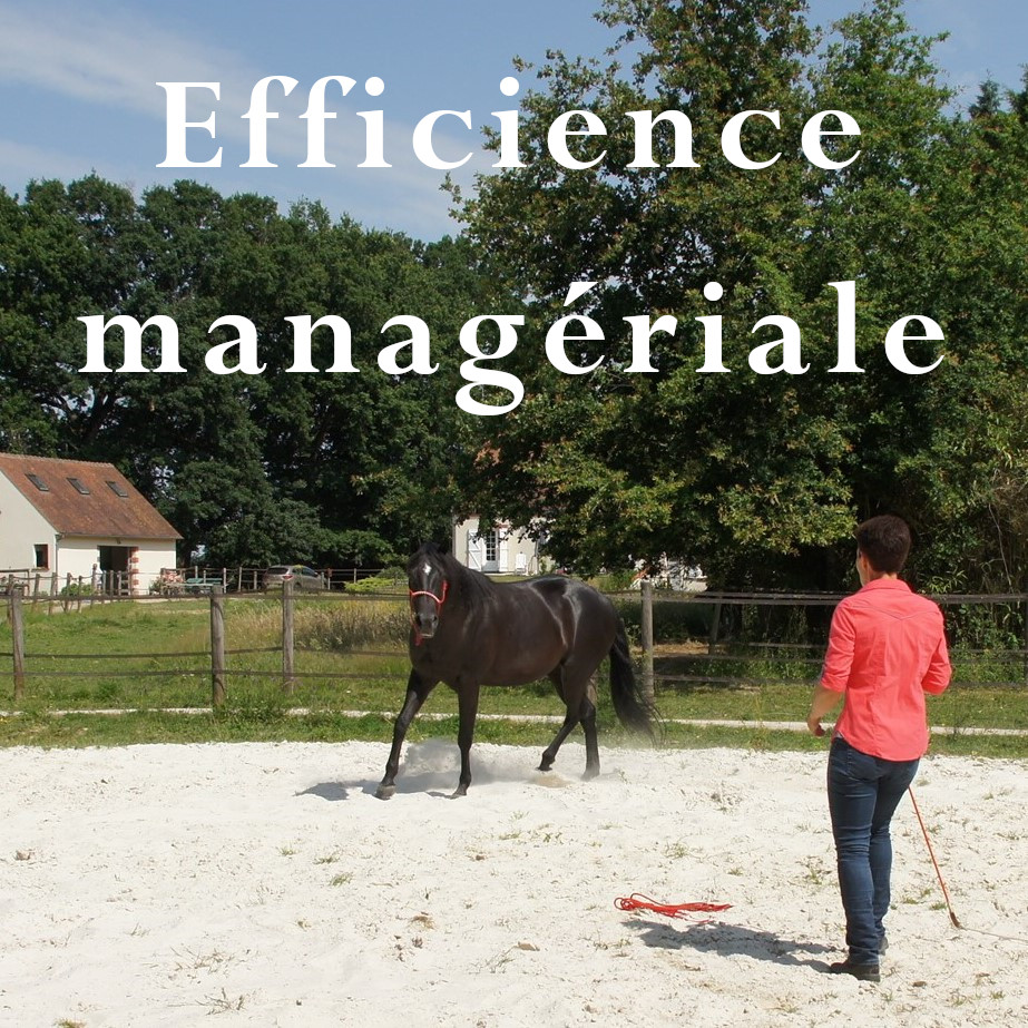 Jument noire en liberté communication non-verbale