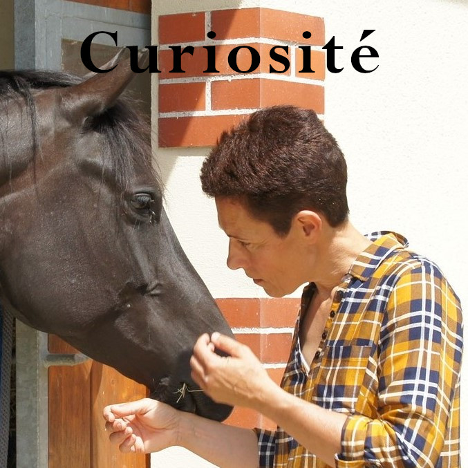 Jument noire face à une personne