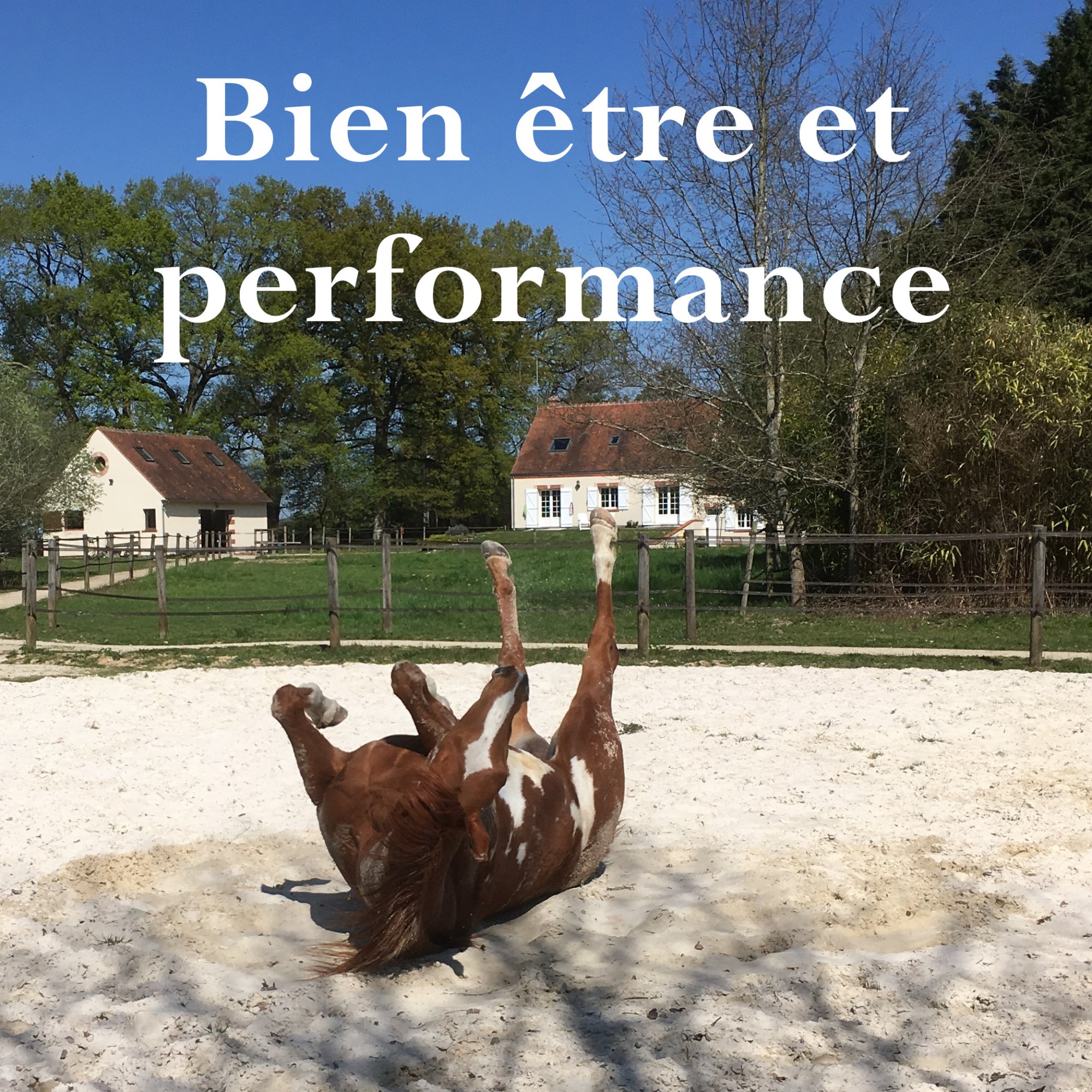 Une jument se roule dans le sable