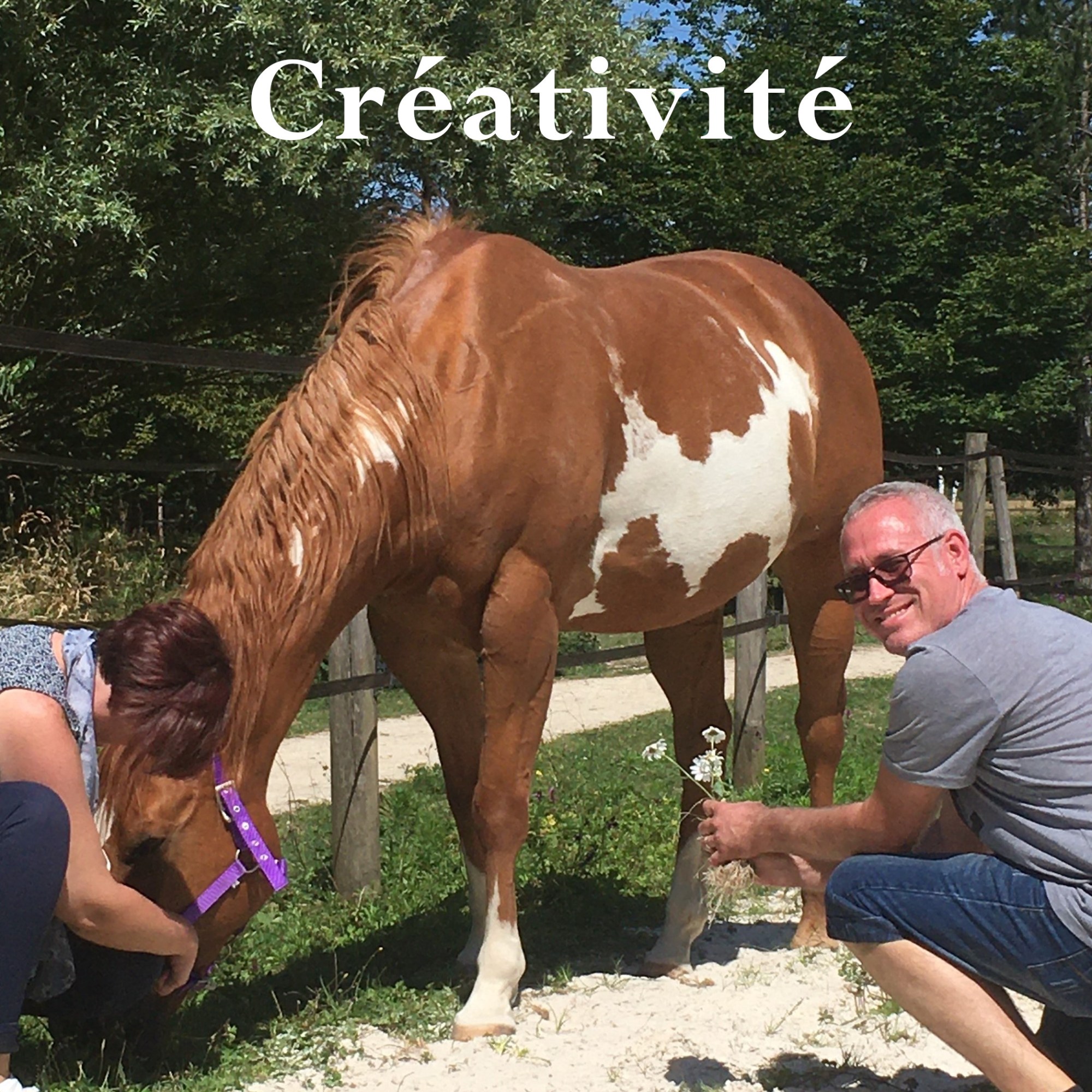 Un homme offre des fleurs à une jument