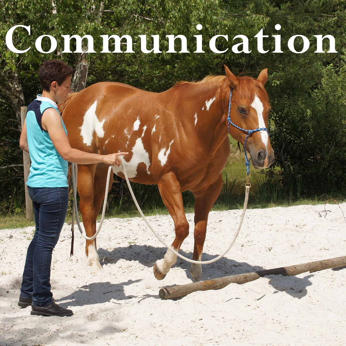 Juùent paint horse, approche éthologique, communication non-verbale